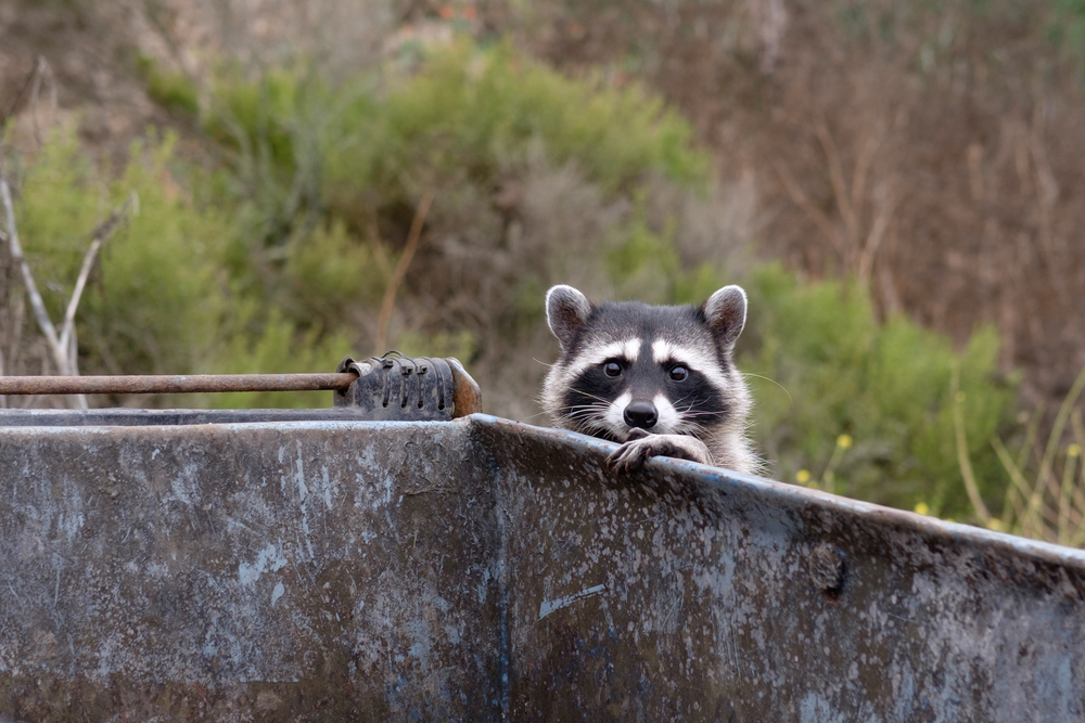 Raccoon,Looking,For,Something,To,Eat