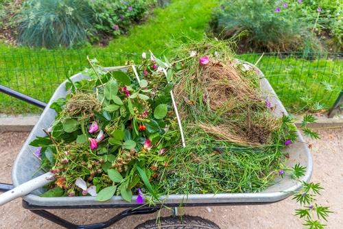 A,Wheelbarrow,Filled,With,Freshly,Cut,Garden,Clippings,,Showcasing,An